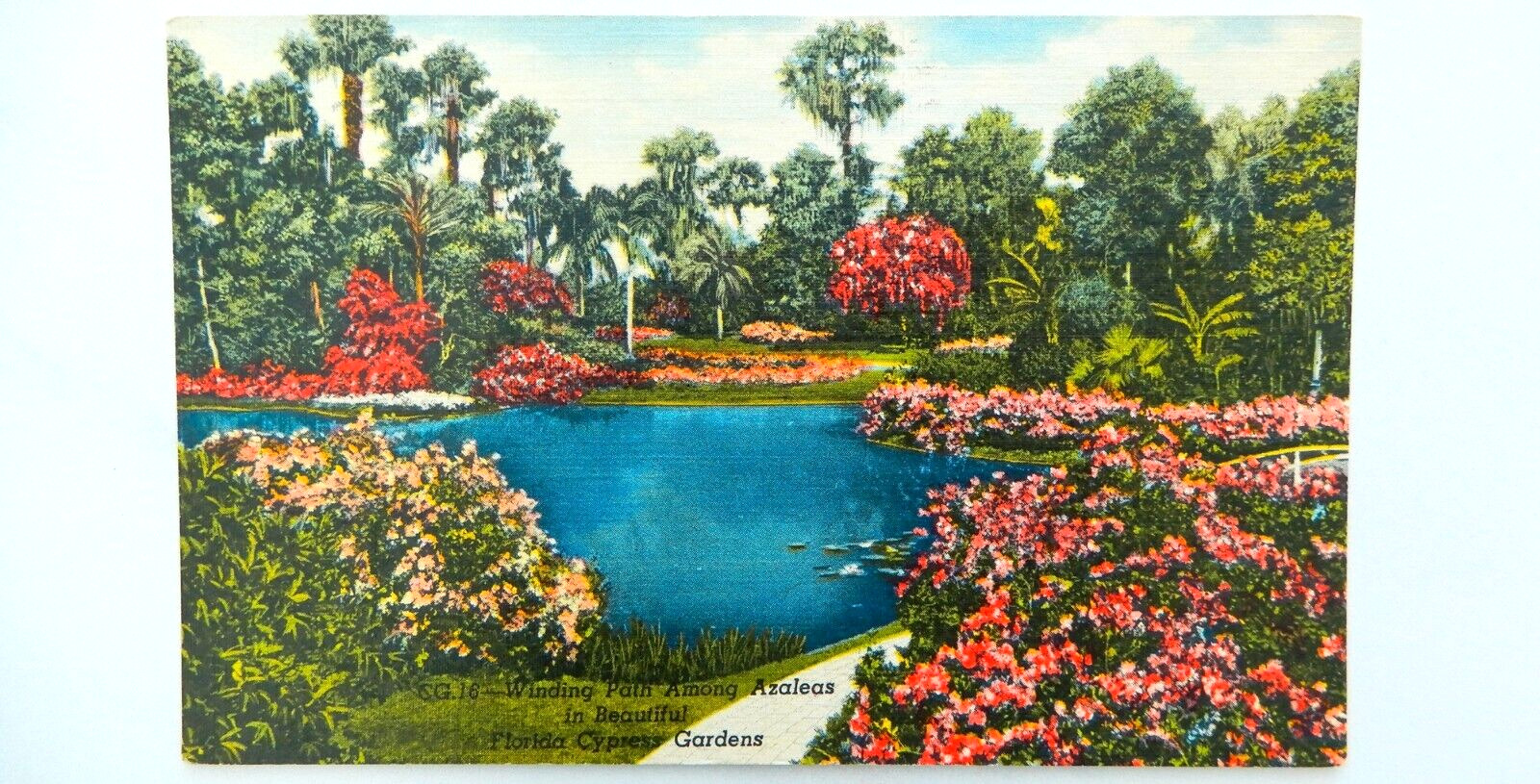 Azalea Flower Cypress Gardens Postcard Vintage Linen Florida Path Palm Tree