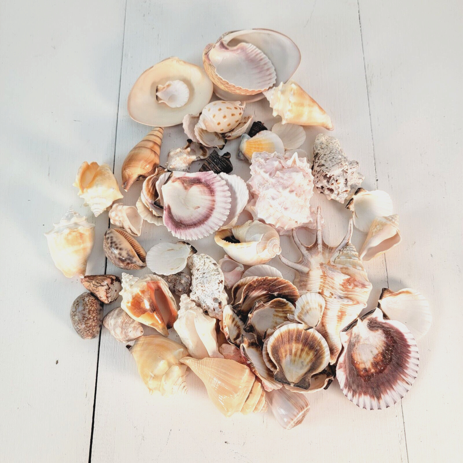 Mix Shells Sea Shells Set Beach Nautical Décor Assorted Craft Shells 2.11 lb