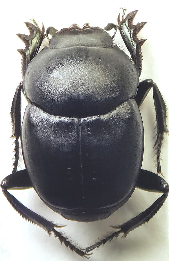 Dung Beetle: Canthon imitator (Scarabaeidae) USA Coleoptera