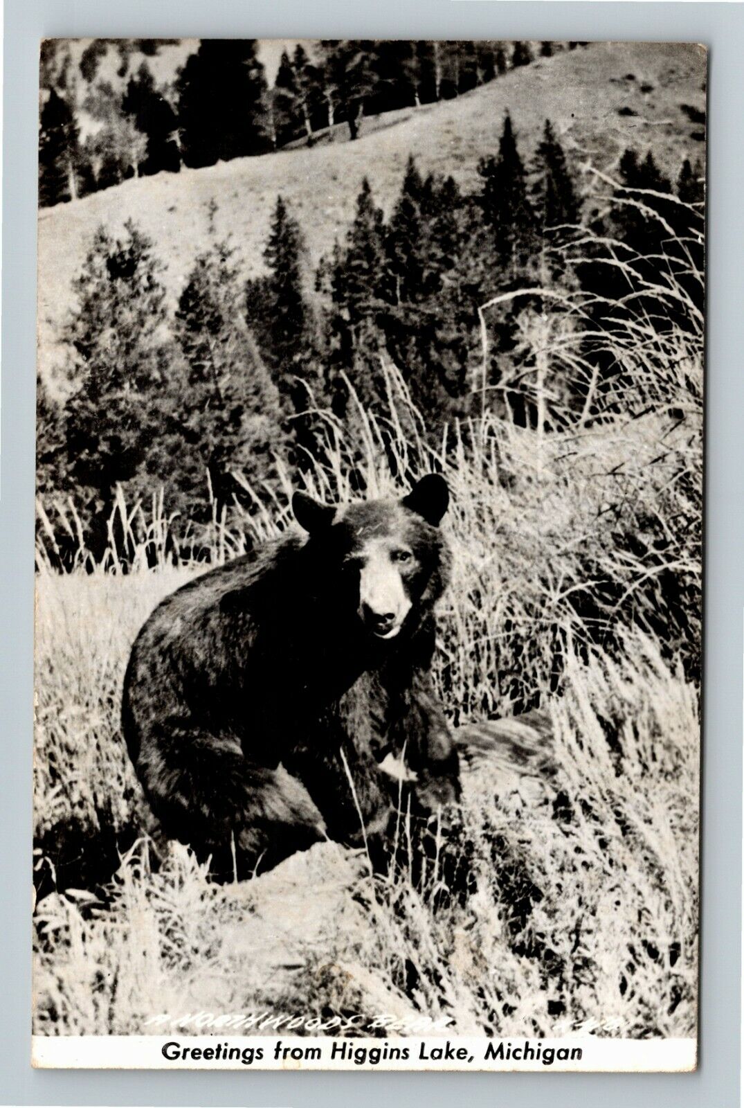 RPPC Higgins Lake MI-Michigan, Scenic Greetings, Bear Real Photo Postcard