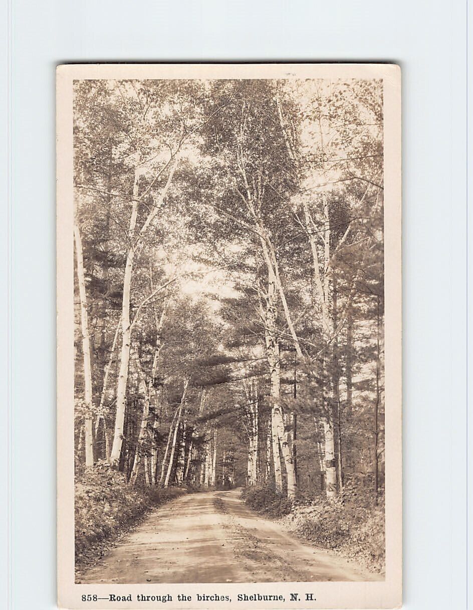 Postcard Road Through the Birches Shelburne New Hampshire USA