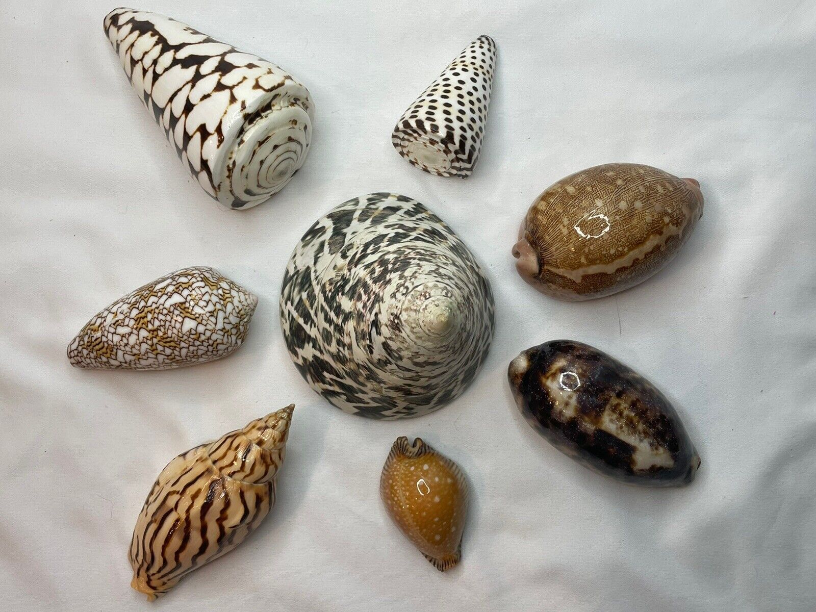 Lot Of 8  Polished Natural Sea Shells (Tricus Niloticus, Cowrie, Cone, et al)