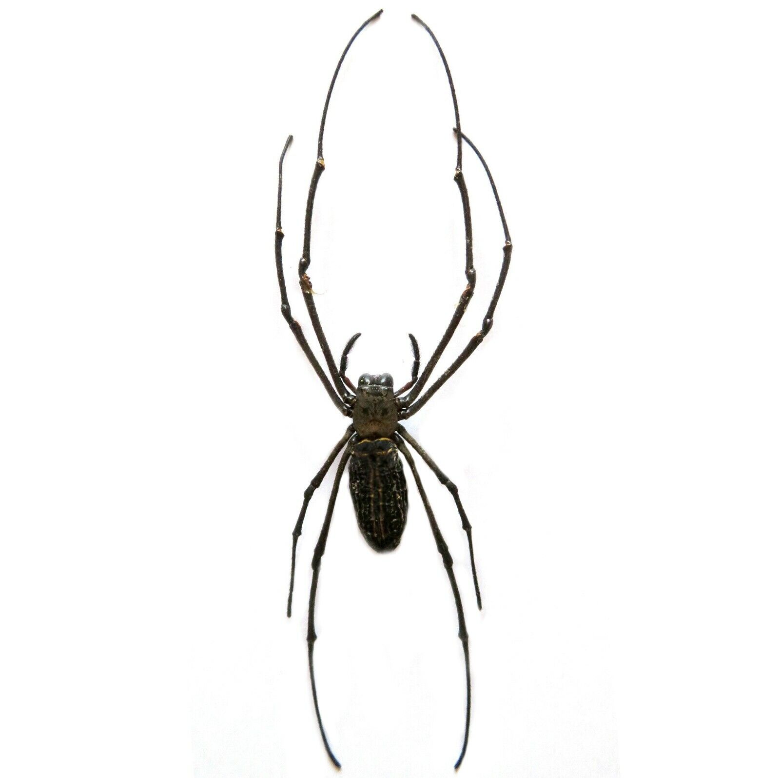 Nephilia maculata orb weaver spider Malaysia unmounted packaged