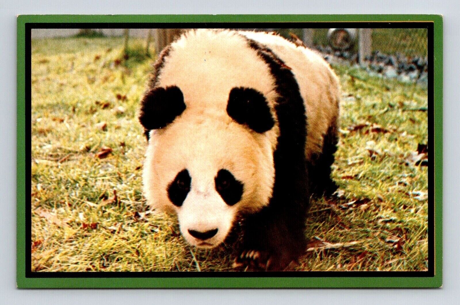 National Zoological Park Wahington DC Panda Animal Bear Vintage UNP Postcard