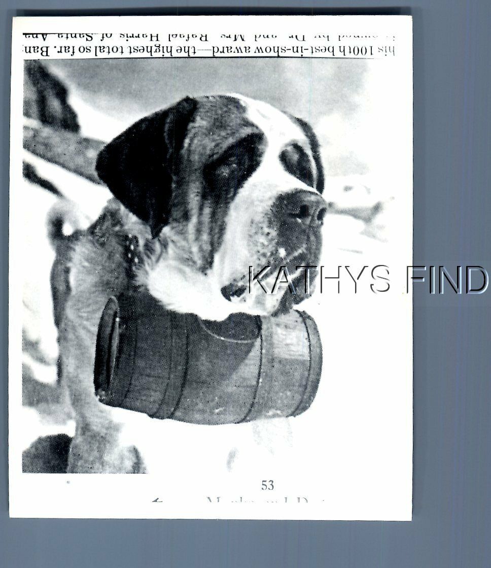 FOUND B&W PHOTO N+1279 DOG POSED IN THE SNOW WEARING BARREL ON NECK