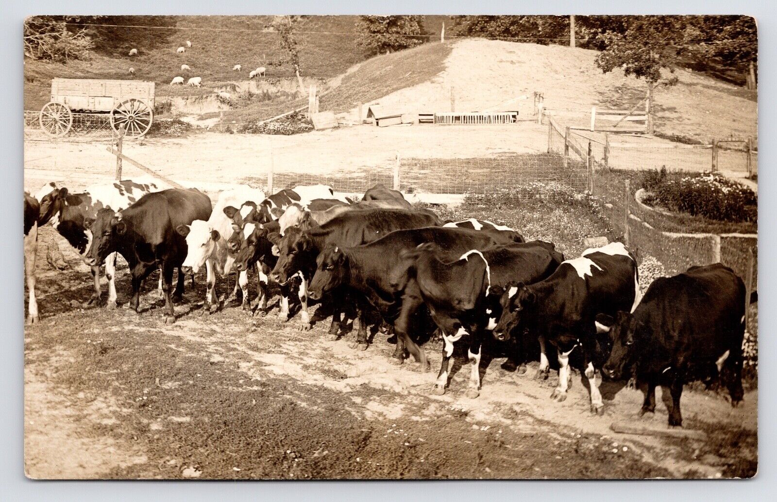 1910s~Dairy Cows on Farm~Barnyard~Stockyard~Sheep Grazing~Photo RPPC Postcard