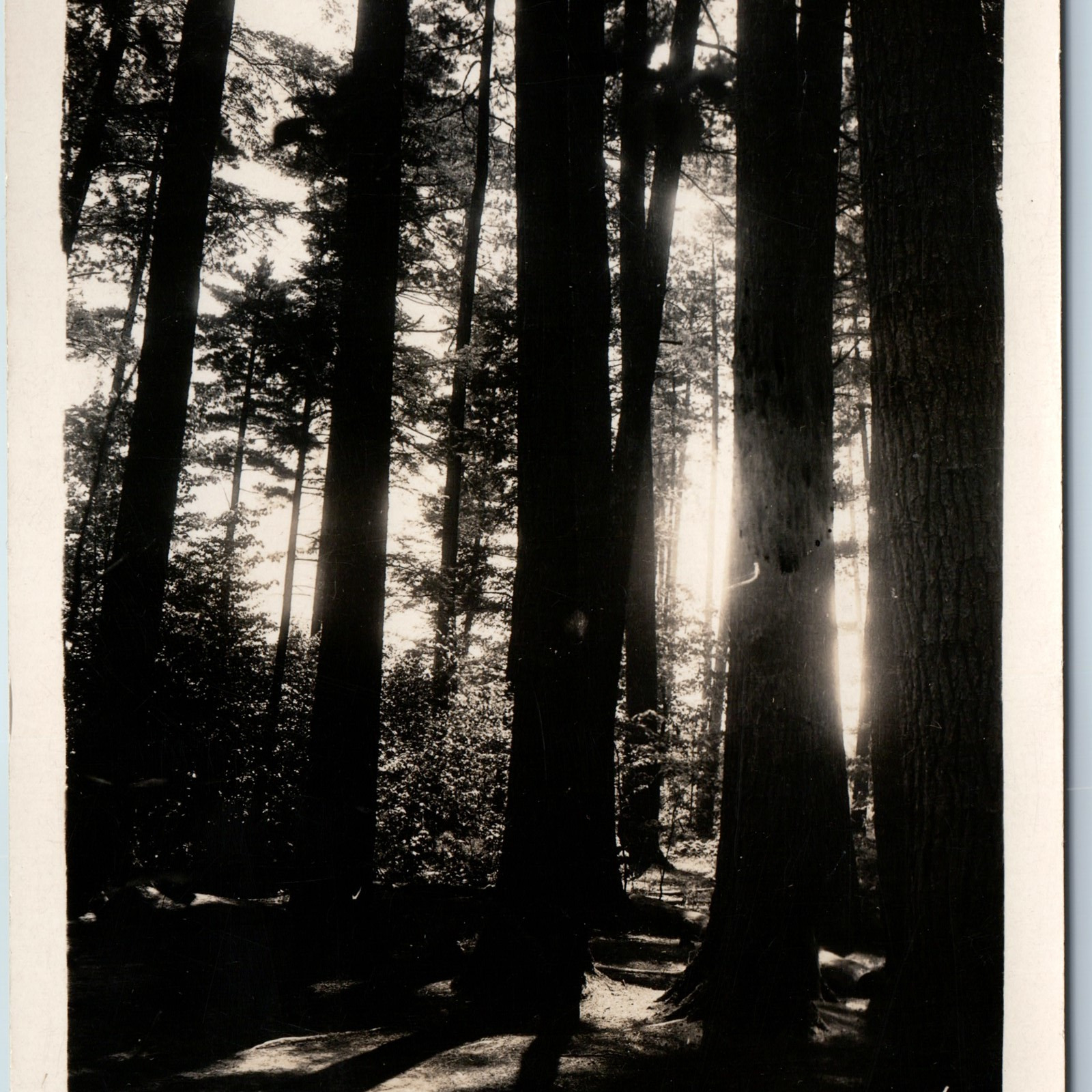c1930s Crawford County, Mich. RPPC Hartwick Pines State Park Sun Real Photo A200