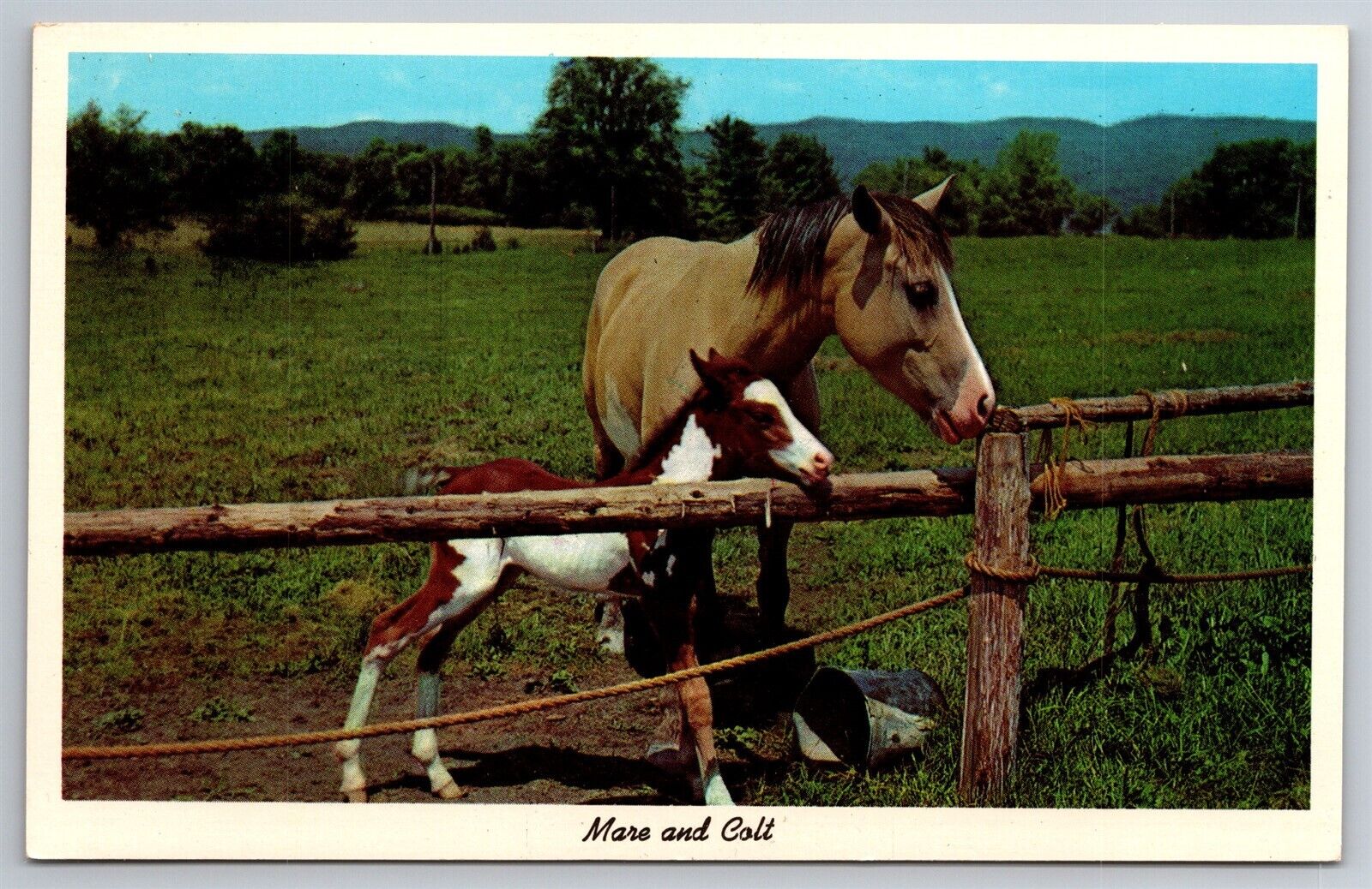 Mare & Colt Wood Fence Gate Green Paddock Postcard P2