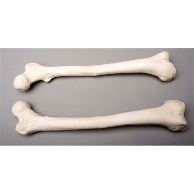 Skeletons and More SM384DR Right Femur Bone