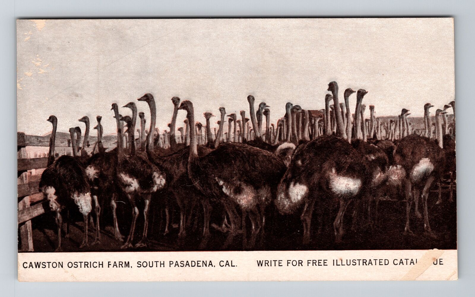 South Pasadena CA-California, Cawston Ostrich Farm, Vintage Postcard