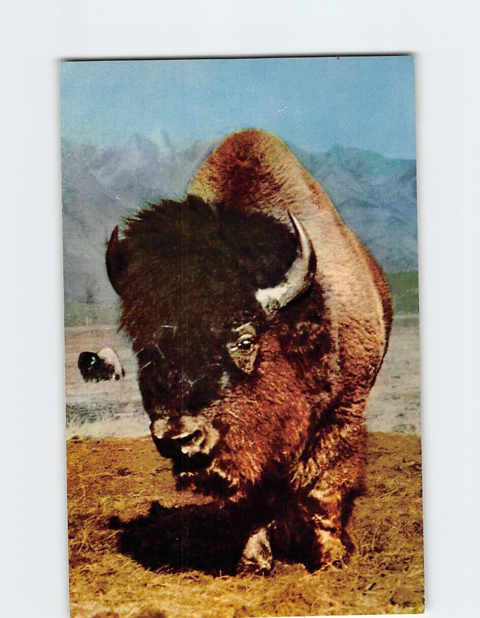 Postcard Buffalo