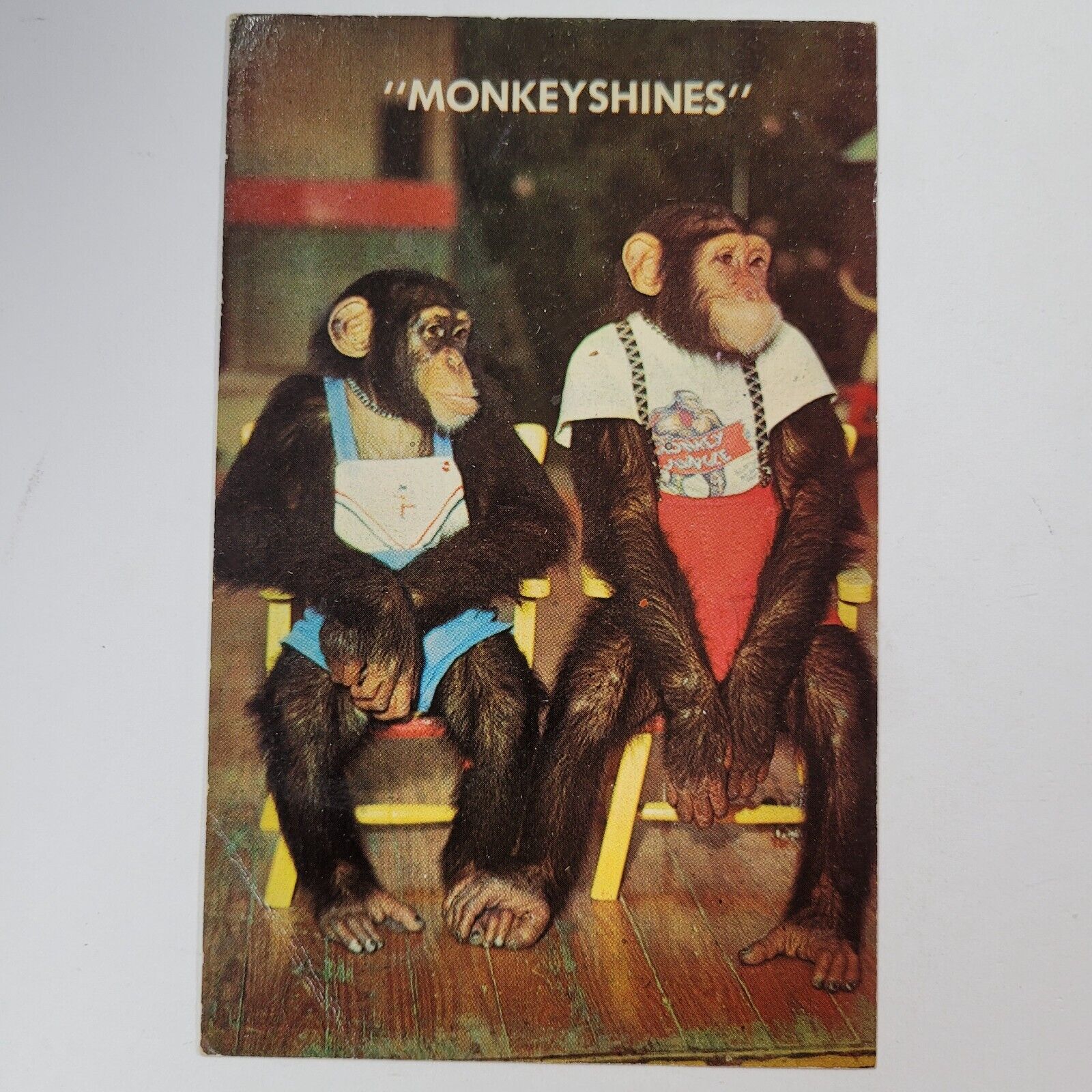 Vintage Postcard Florida FL Monkey Jungle Shines Old Card View Standard Souvenir