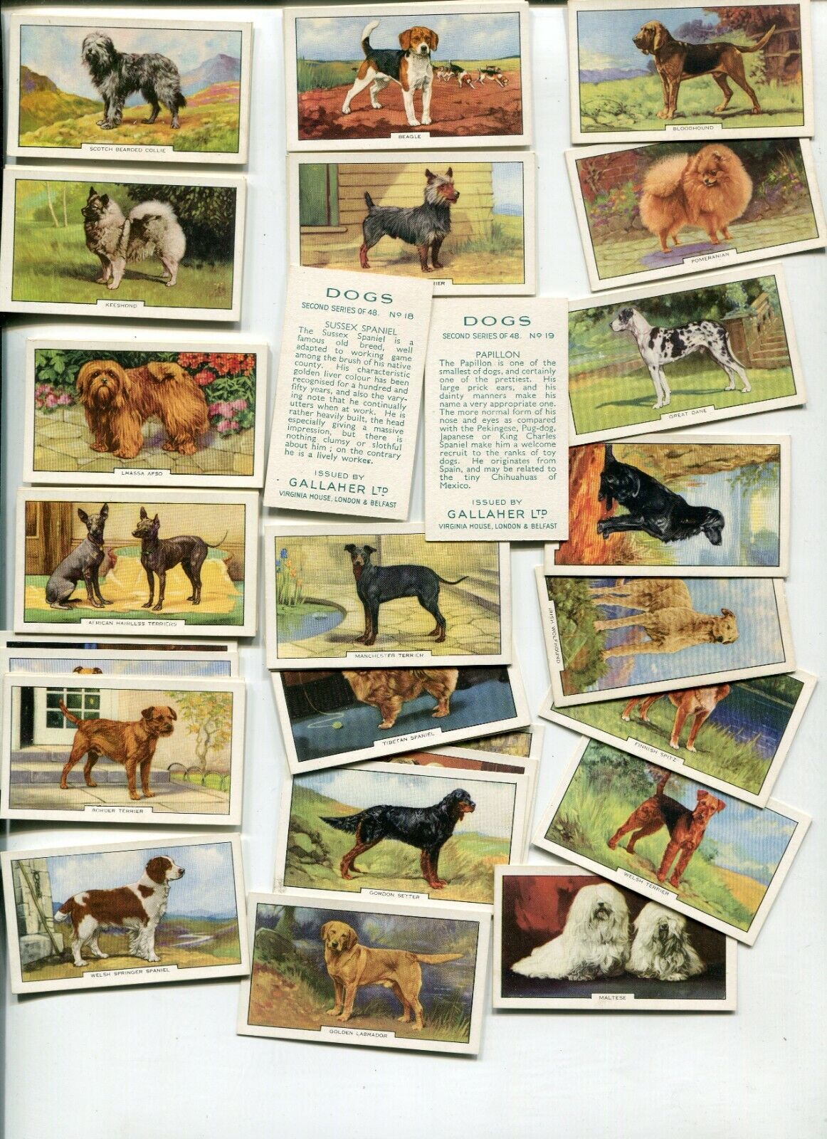 1938 GALLAHER LTD CIGARETTES 48 DIFFERENT DOGS SERIES 2 CARD SET