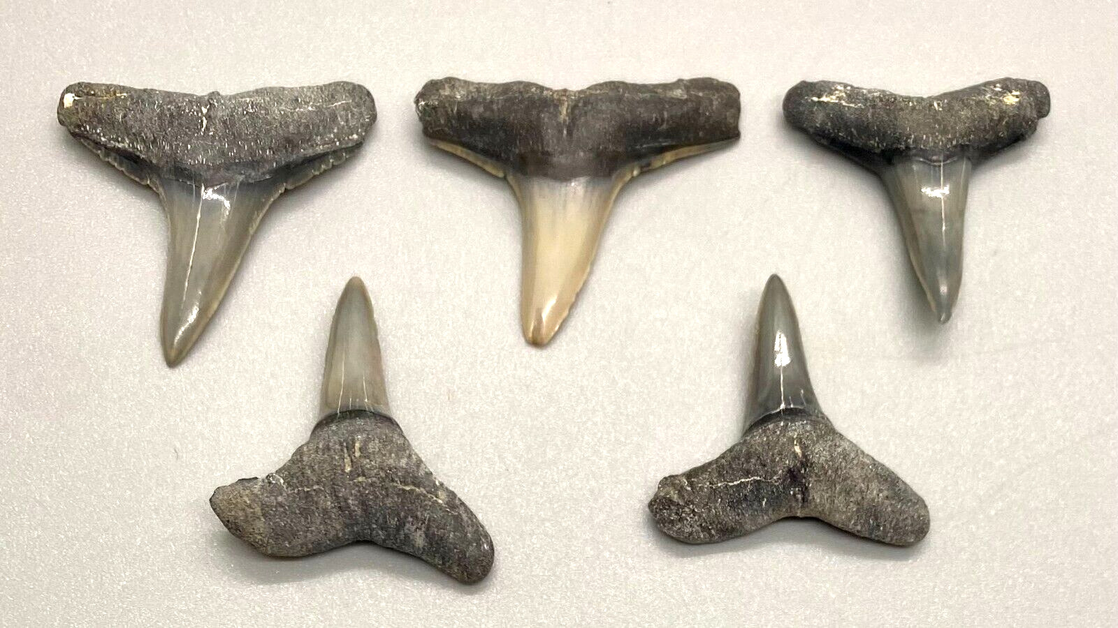 Beautiful group of 5  Lemon Fossil Shark Teeth - Sarasota, FL
