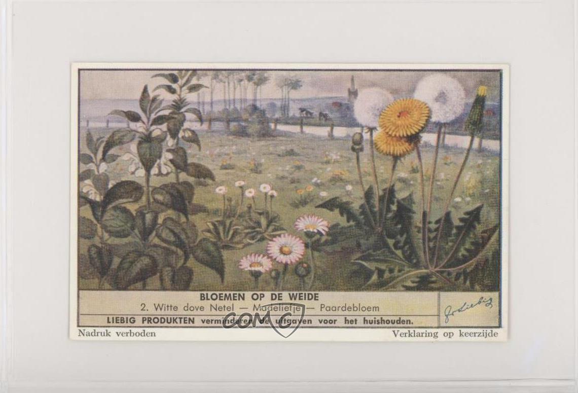1950s Liebig Wayside Flowers S1544 Dutch #2 z6d