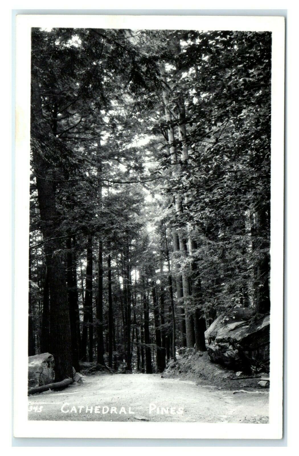 Postcard Cathedral Pines, Maine ME Kodak RPPC N9