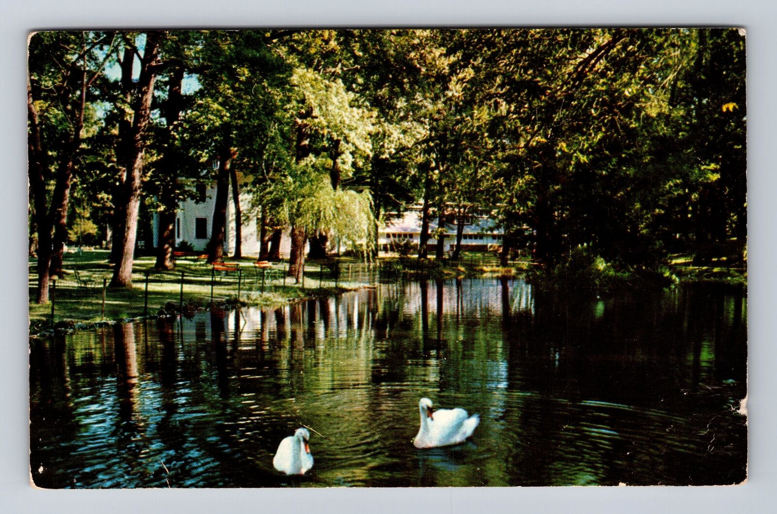 Winona Lake IN-Indiana, The Swans, Winona Lake Lagoon, Vintage c1958 Postcard