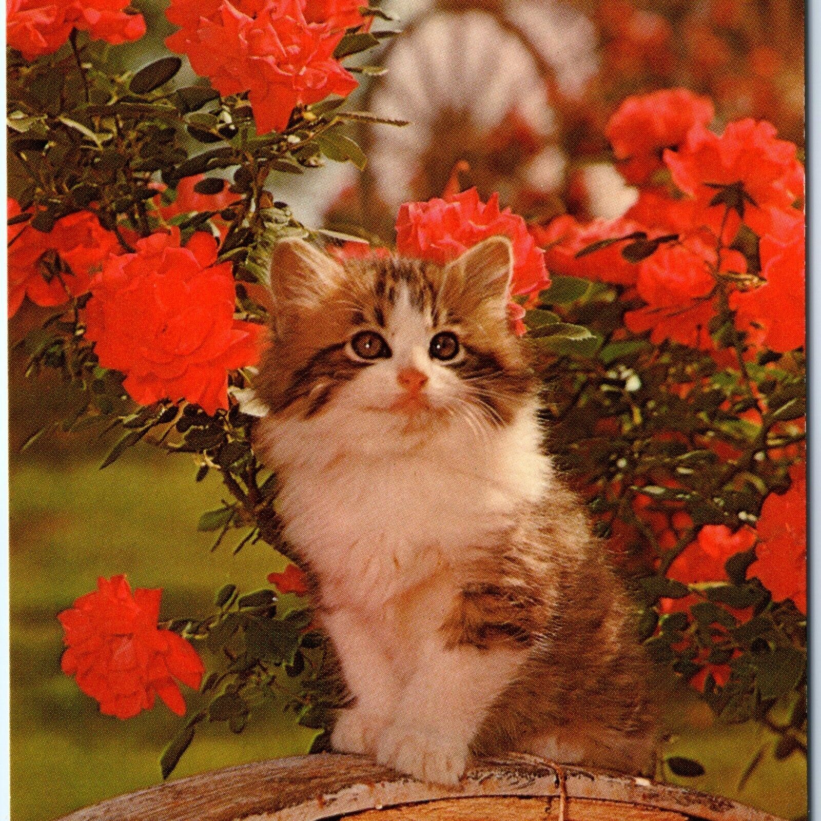 c1960s Adorable Little Kitten \