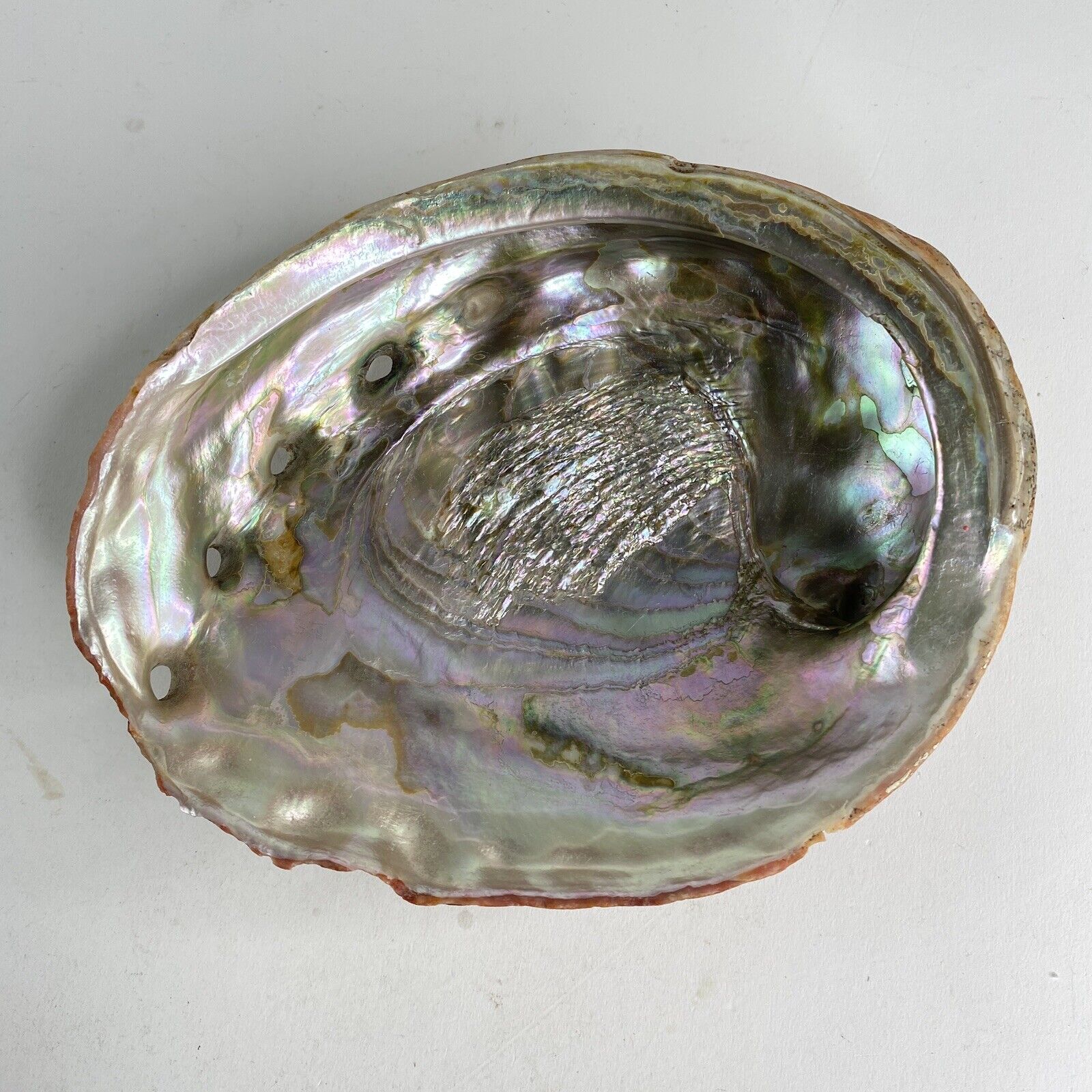 Vintage Red Abalone Shell 8.5” Beautiful Color Iridescent Large
