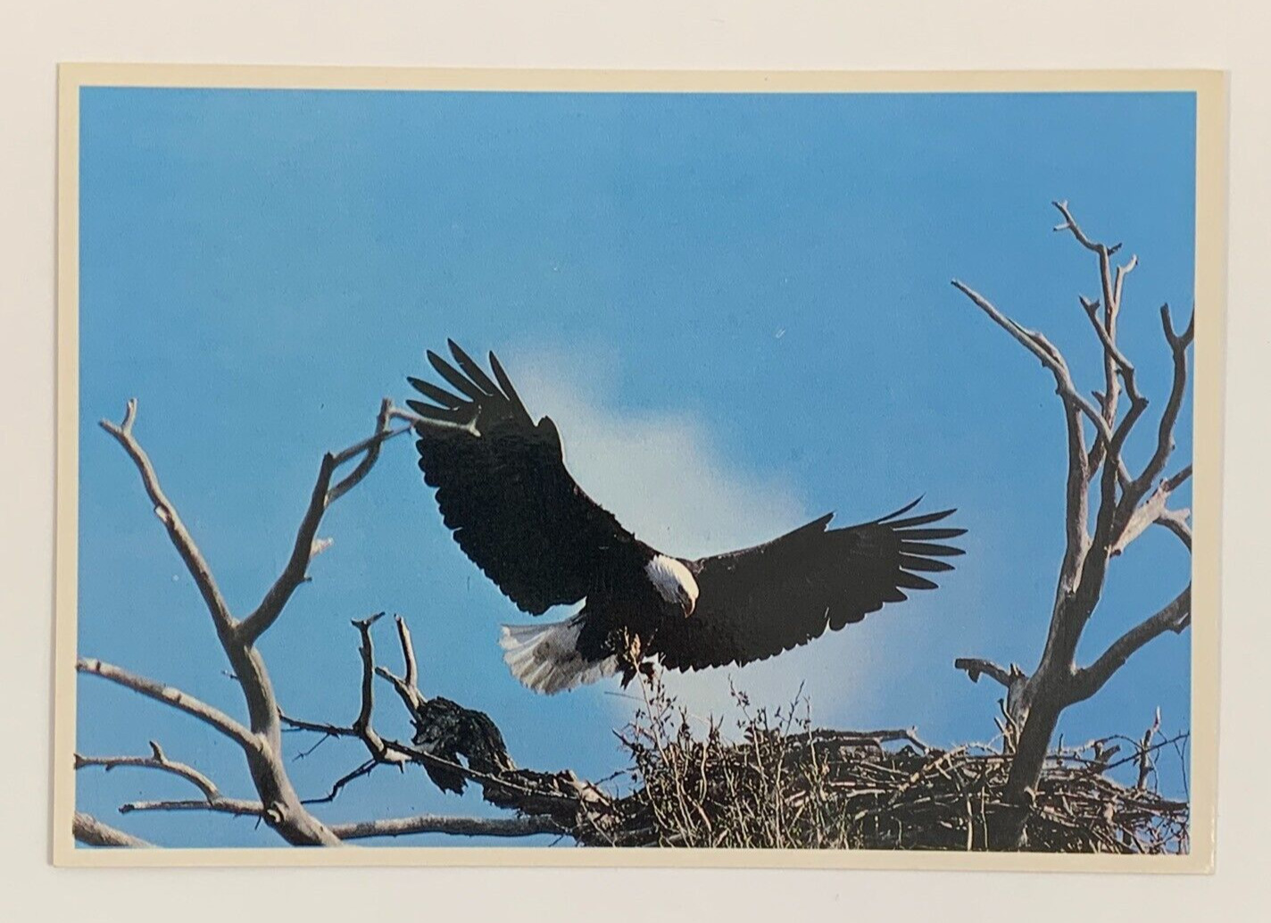 A Magnificent American Bald Eagle returns to its Nest with Prey Postcard
