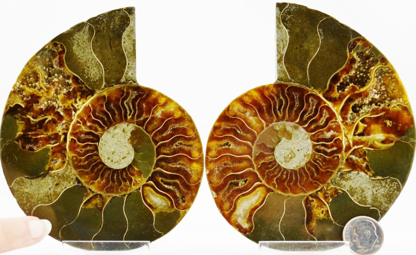 Large Ammonite Pair Multi Color Crystals XL 113mm 110myo FOSSIL 4.5\