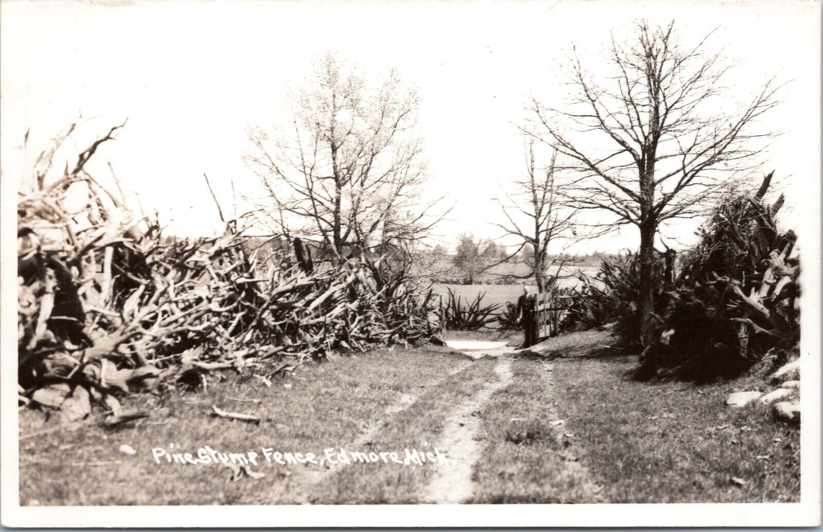 RPPC Pine Stump Fence, Edmore, Michigan -  c1950s Photo Postcard