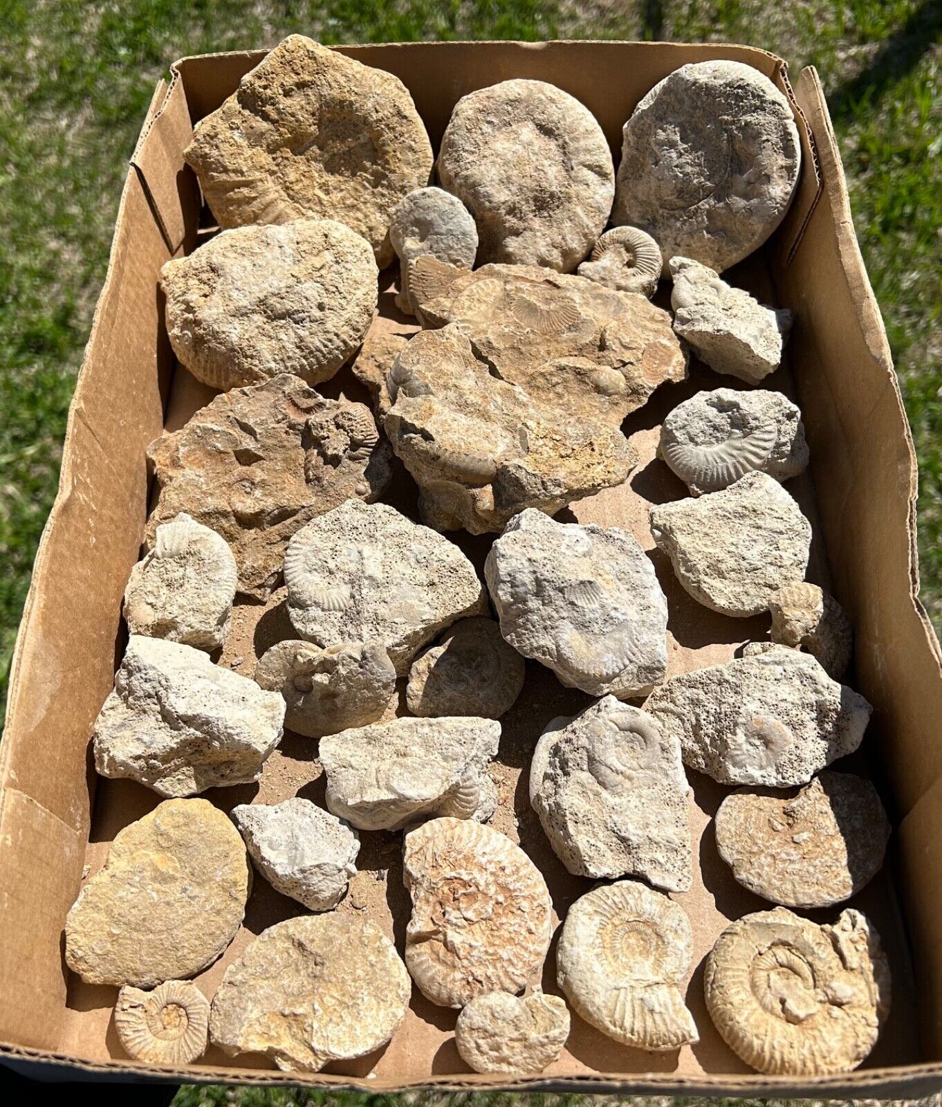 France Fossil Ammonites WHOLESALE LOT Middle Jurassic Age French Fossils