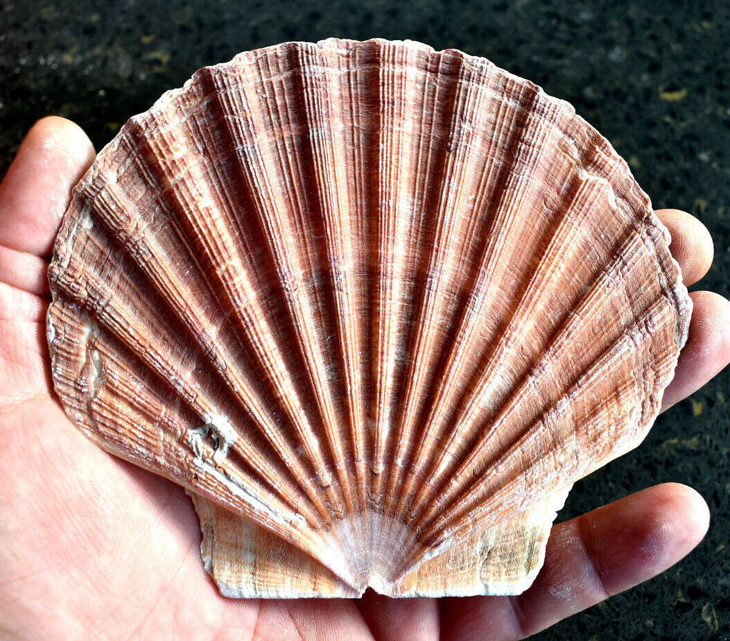 1 Large Irish Flat Scallop Shell Seashell 4\