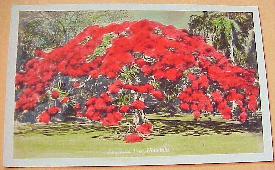 1930\'s Poinciana Tree Honolulu TH Hawaii Tinted AZO RPPC