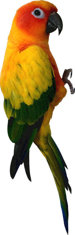 Wild Bird SUN CONURE Parrot Parakeet climbing Pose  - Window Cling Decal Sticker