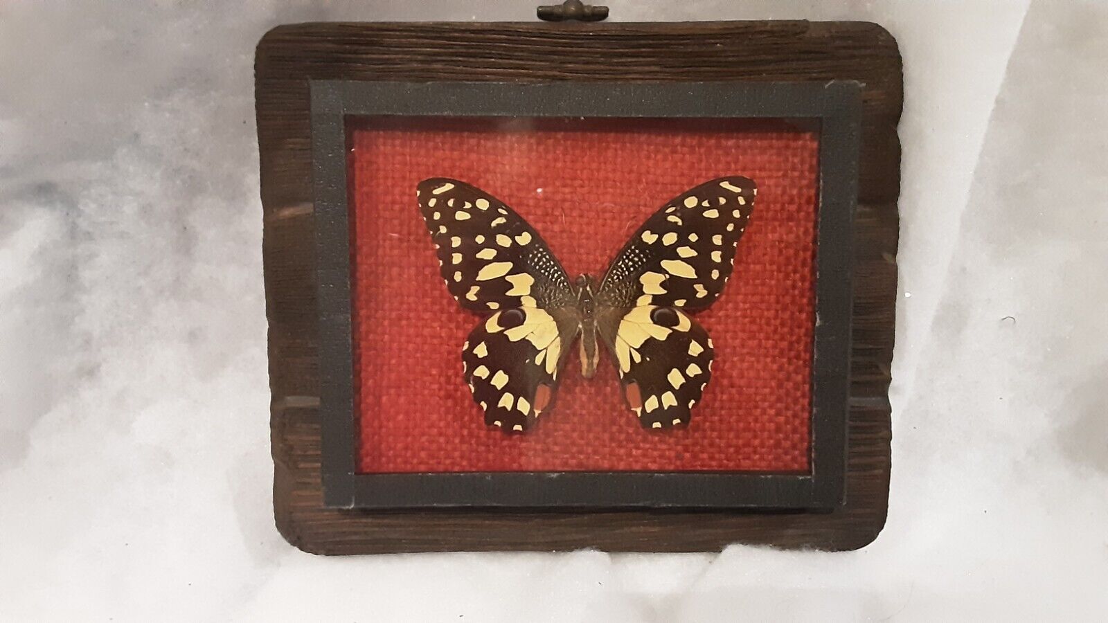Vintage Framed Butterfly.Taxidermy.5 X 6 Inches.