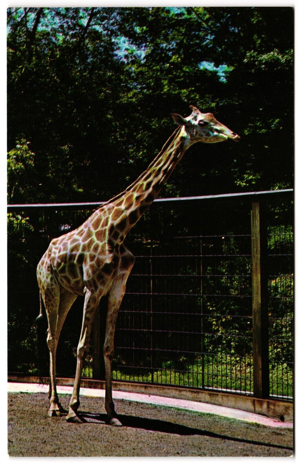 Nubian Giraffe National Zoological Park Washington DC Zoo Unposted Postcard