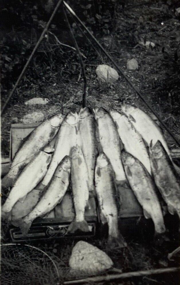 Group Of Fish Caught Ready To Cook B&W Photograph 2 x 2.75