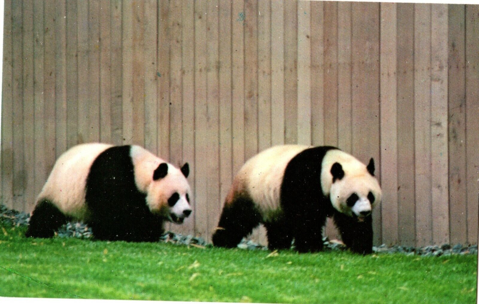 National Zoological Park, Washington DC, Giant Pandas Postcard