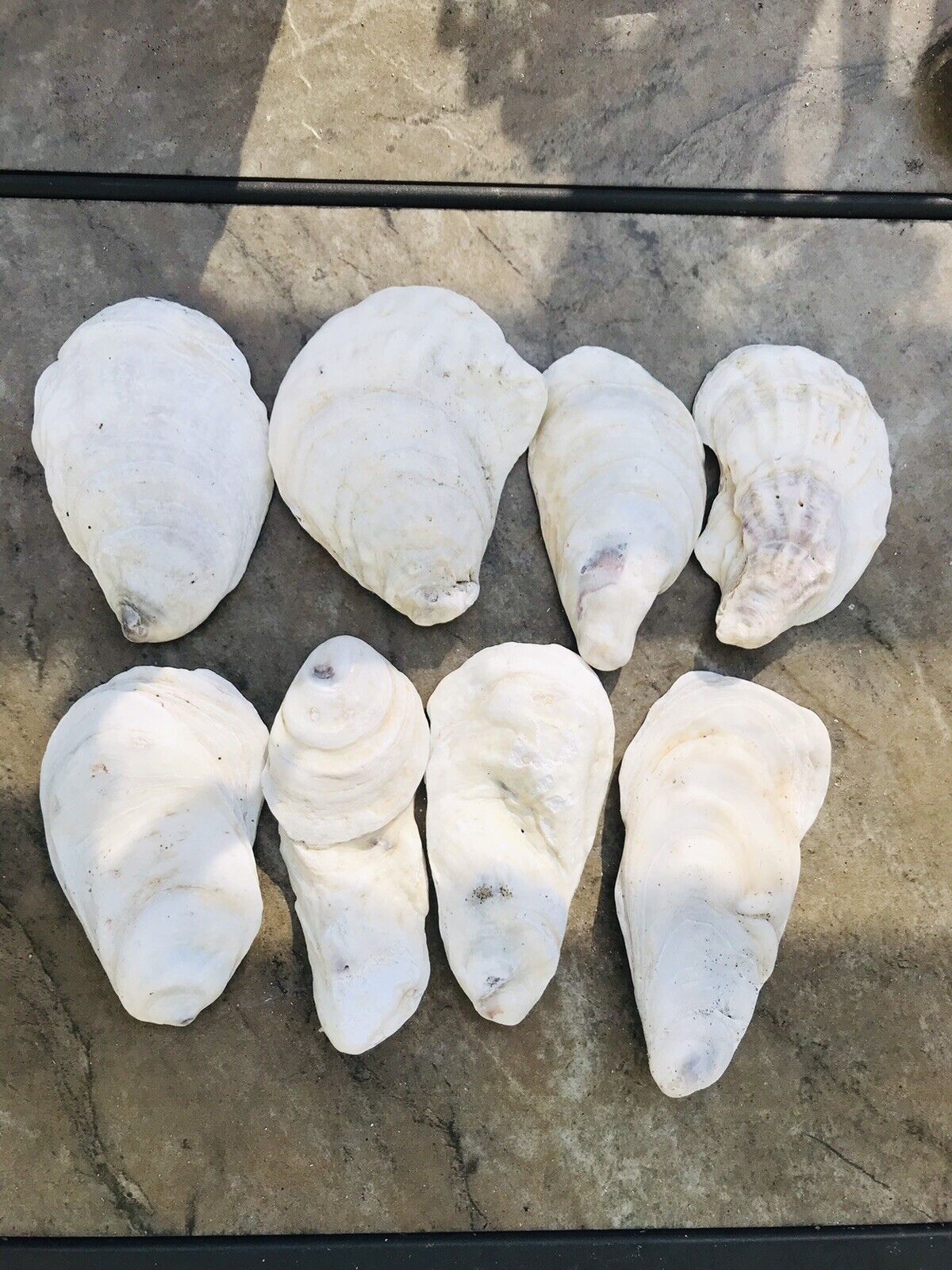 Oyster Shells, Lot Of 8 Naturally Cleaned 3.5-4” Long