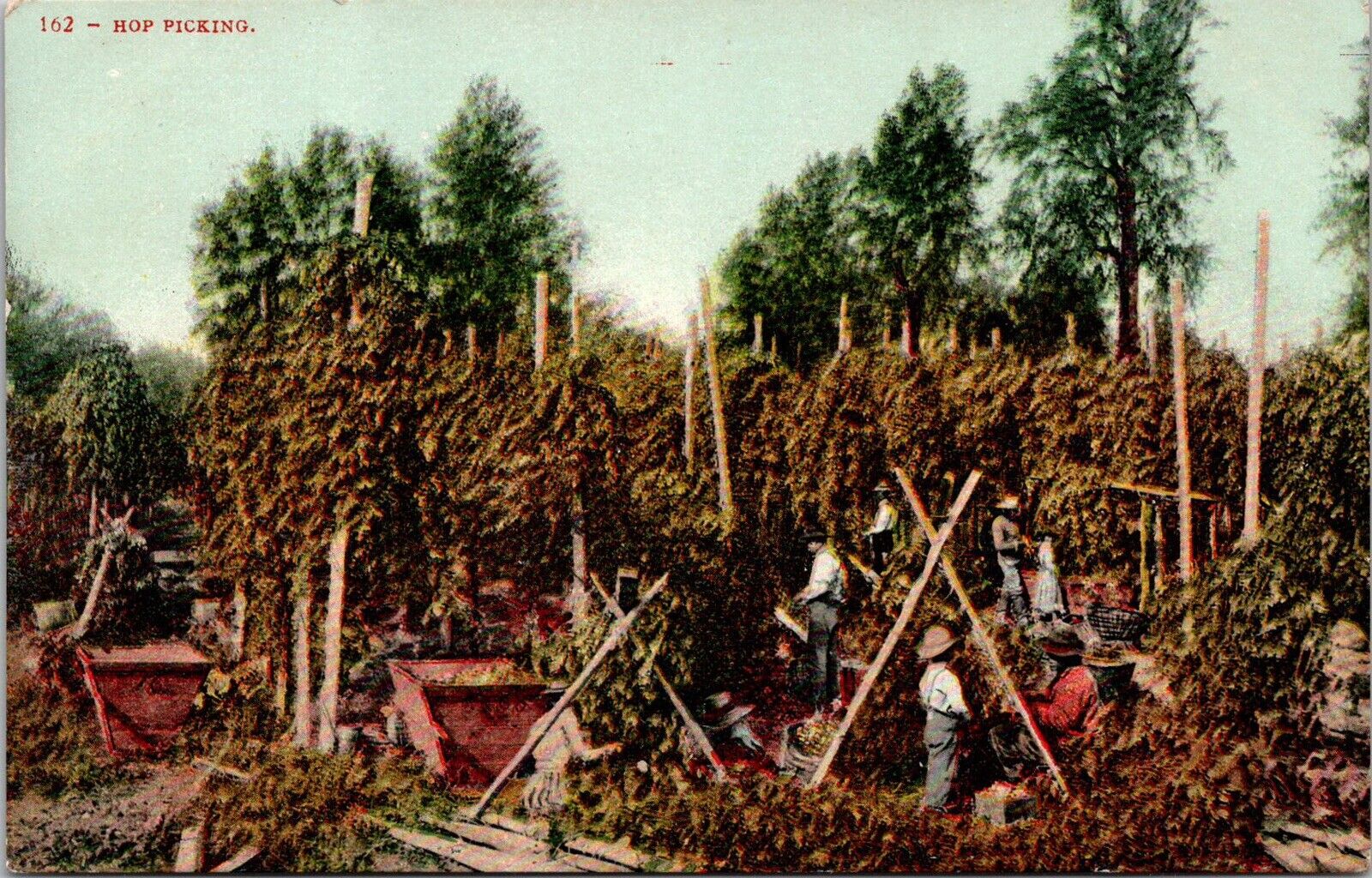 Vtg 1910s Postcard Hop Picking in Grant County Washington WA Mitchell Unused