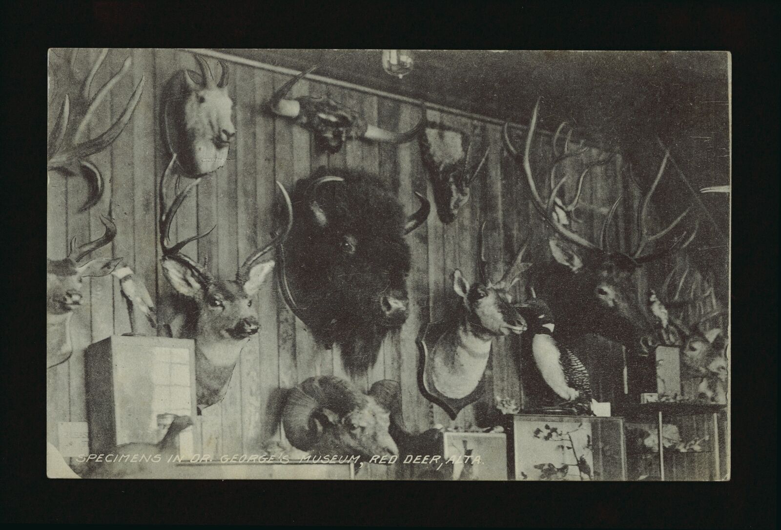 Specimens in Dr George\'s museum Red Deer Alberta, View of the Doct- Old Photo