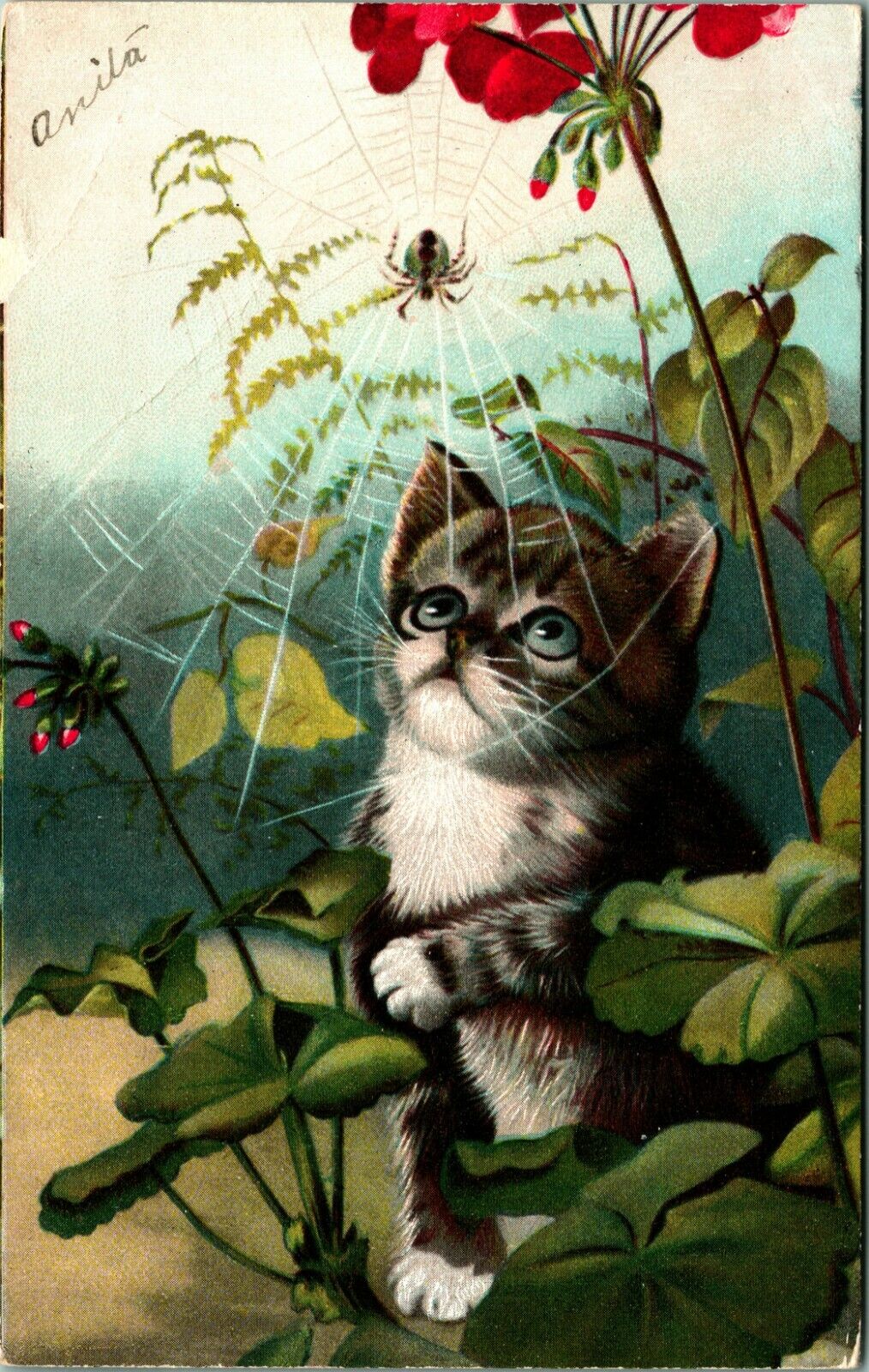 Adorable Big Eyes Kitten Watching Spider Red Flowers 1908 DB Postcard E4