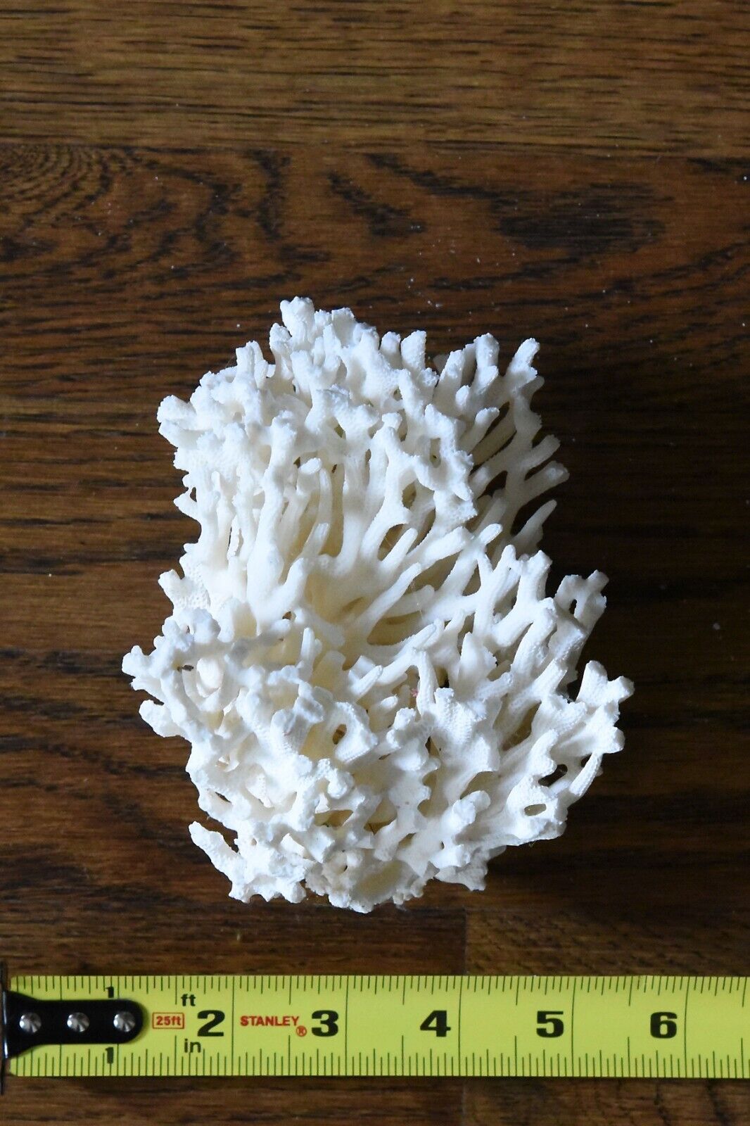 Real natural white coral for Aquarium or display