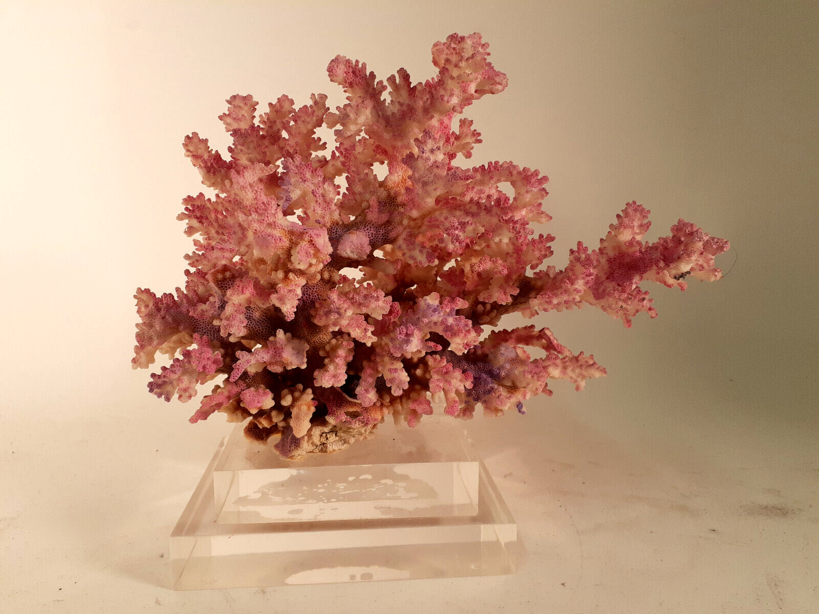 Mid Century Pink Coral Mounted on Lucite Base, Beautiful