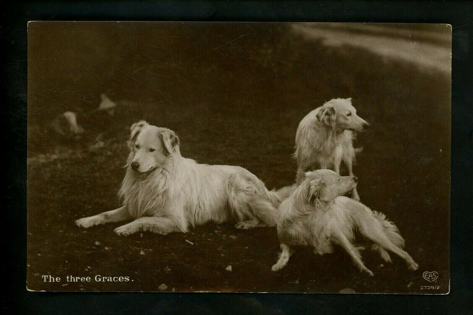 Dog postcard The Three Graces Vintage Schwerdtleger & Co. c1905