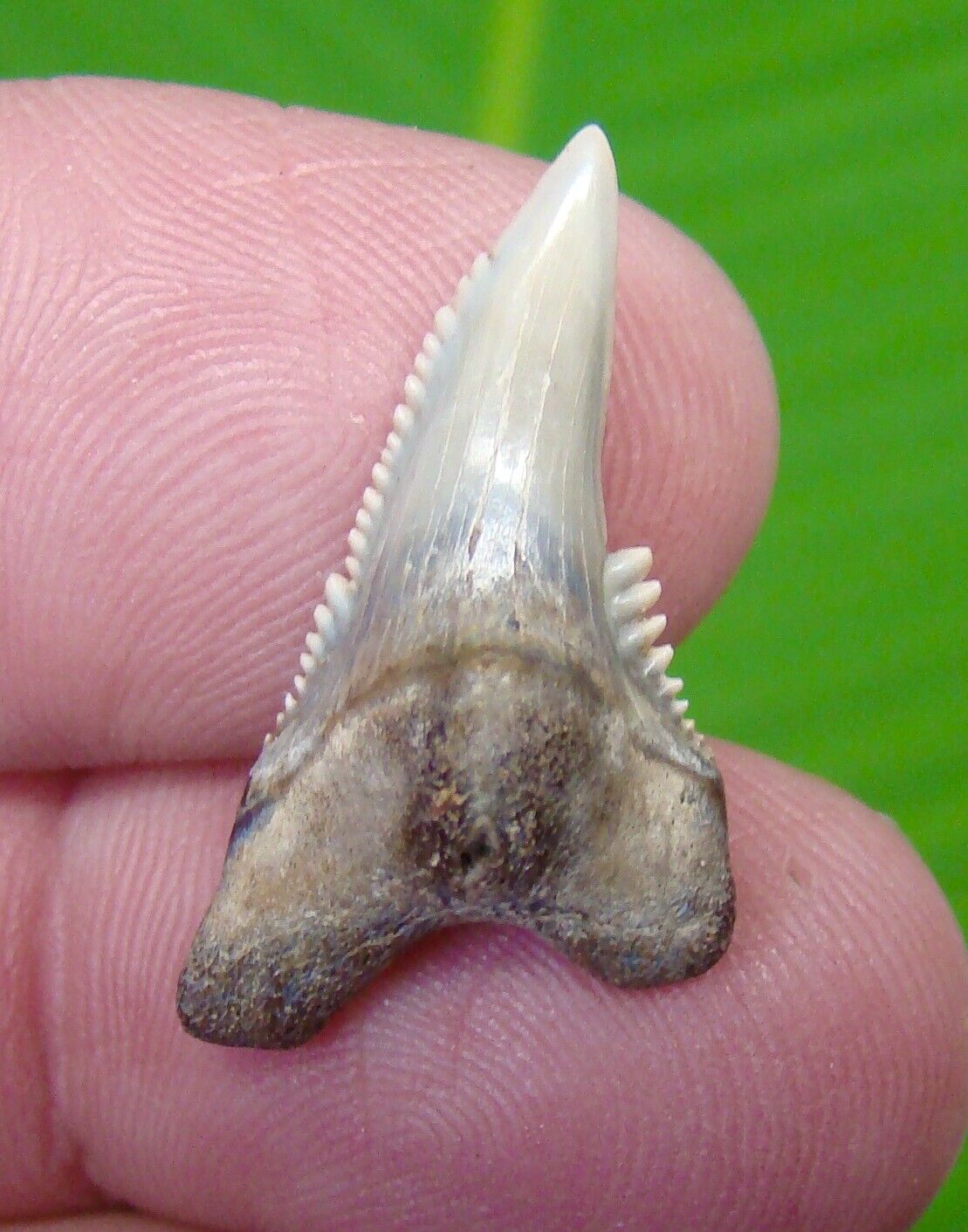 FOSSIL G. Cuvier Shark Tooth - RARE INDONESIA -  1.10 in.  - SUPER QUALITY 
