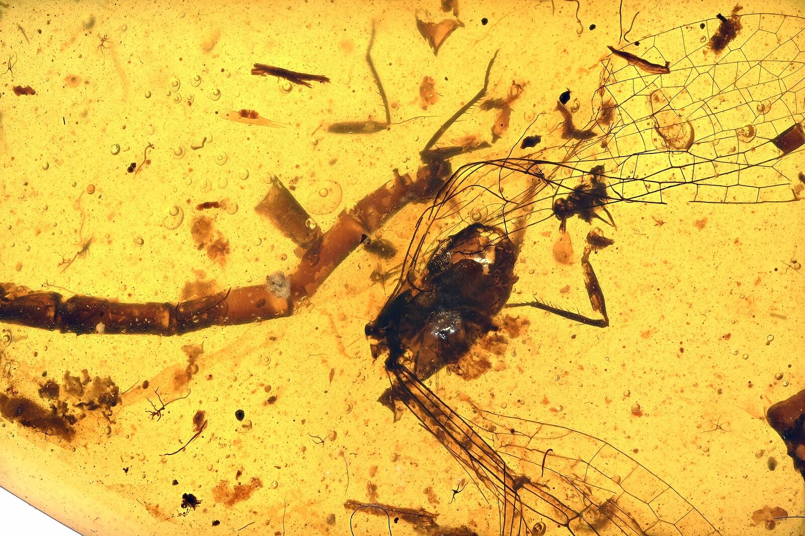 RARE Zygoptera (Damselfly), Fossil Inclusion in Burmese Amber