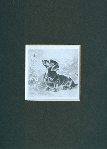 Dachshund - CUSTOM MATTED - Dog Art Print Gift - M. Dennis CLEARANCE
