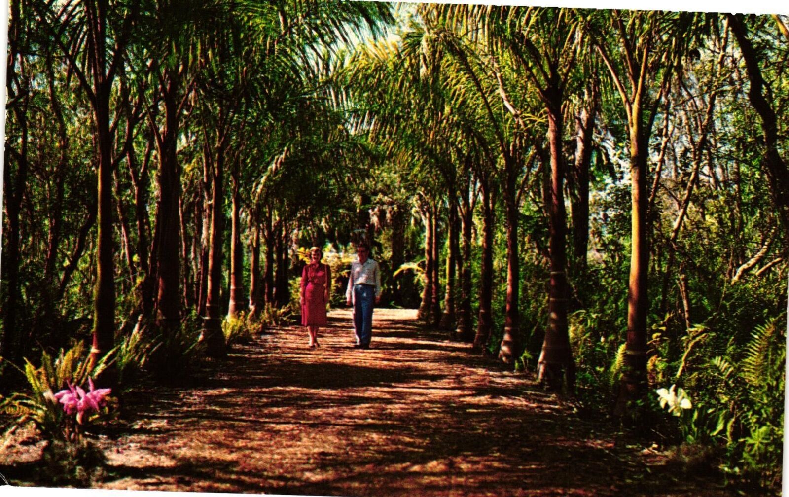 VTG Postcard- NK.12. PALM LINED WALK Naples FL. Unused 1961