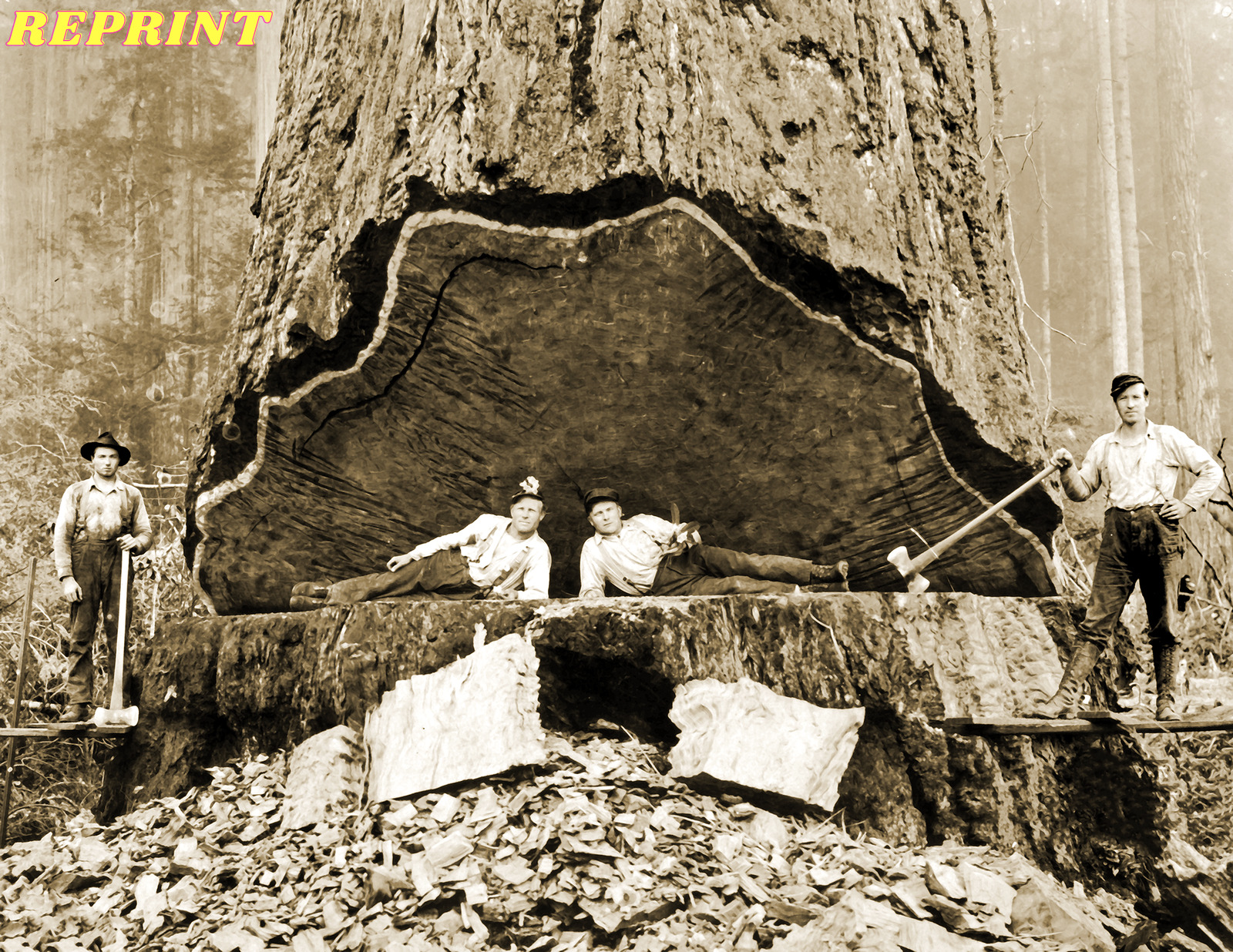 1906 Falling Redwood California Old Photo Picture 8\