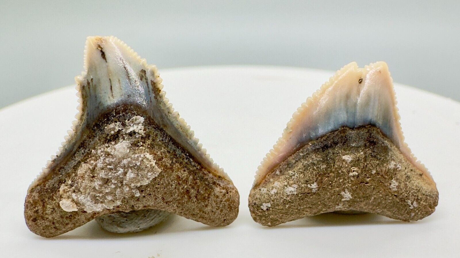 Pair of Deformed, Split-tip Serrated Fossil DUSKY SHARK Teeth - Sacaco, Peru