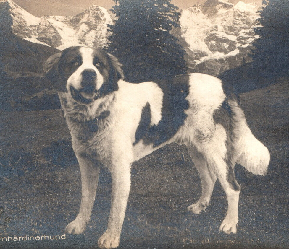 Saint St Bernard Dog Antique Real Photo Postcard RPPC Vintage
