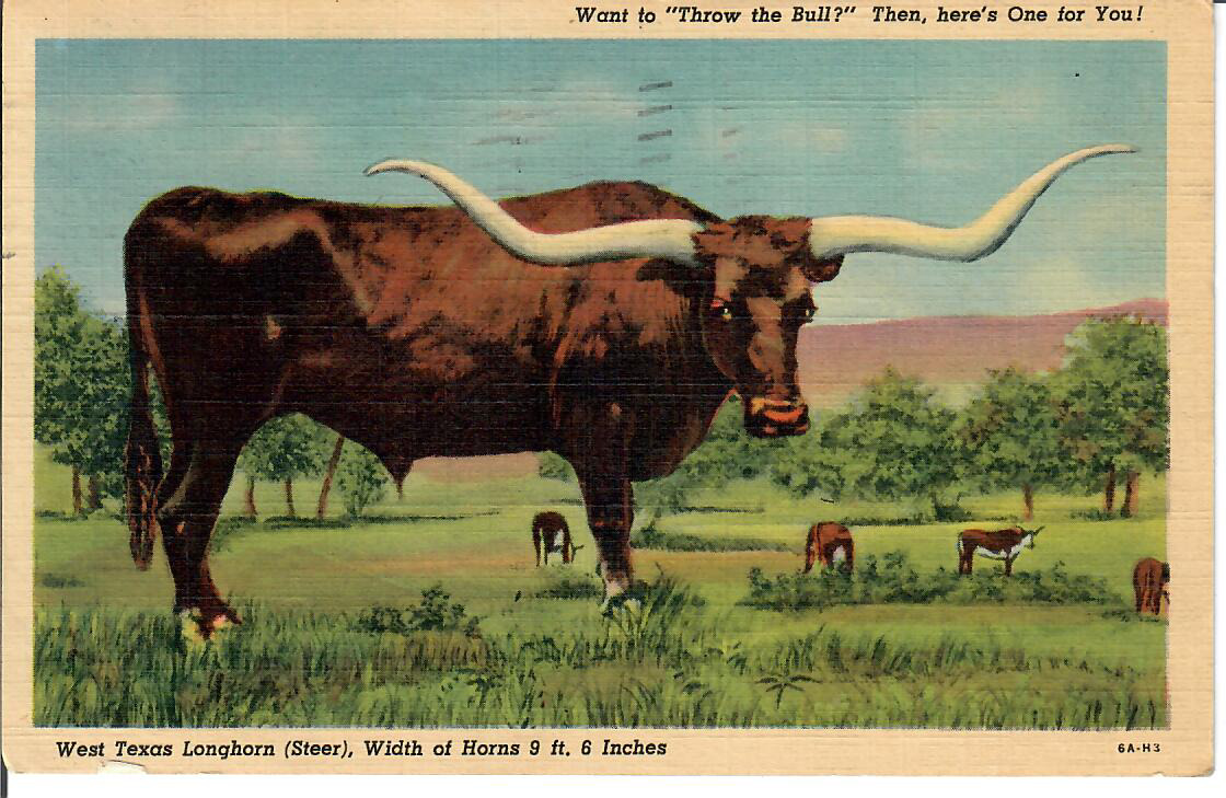 Texas TX - Longhorn - Throw the Bull - Vintage Postcard - Posted 1953 Linen
