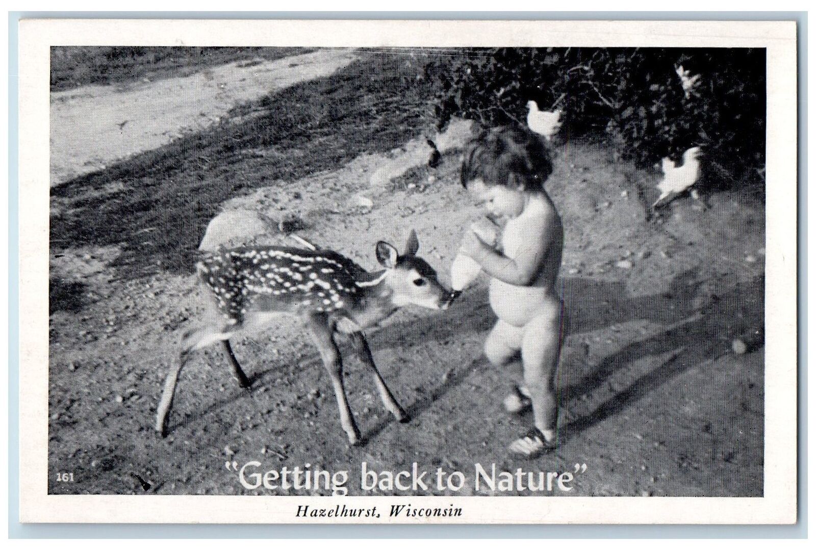 Hazelhurst Wisconsin WI Postcard Getting Back To Nature Deer Feeding Scene c1960